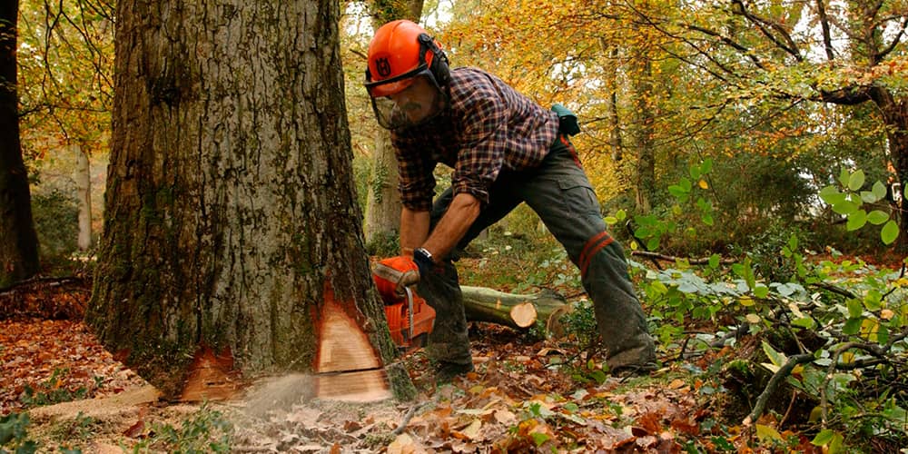 trabajos forestales y de tala